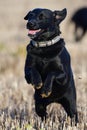 Black Labrador Royalty Free Stock Photo