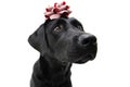 Black labrador present christmas, birthday or anniversary with a red ribbon over its head. Isolated on white background