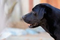 Black Labrador profile portrait Royalty Free Stock Photo