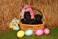 Black Labrador puppies in a Easter basket Royalty Free Stock Photo