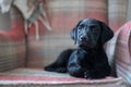 Black labrador puppy aged 2 months Royalty Free Stock Photo