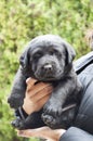 Black Labrador puppy Royalty Free Stock Photo