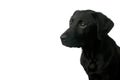 Black labrador puppy Royalty Free Stock Photo