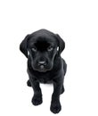 Black labrador puppy Royalty Free Stock Photo