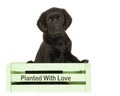 Black labrador puppy dog in a green crate Royalty Free Stock Photo