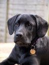 Black Labrador Puppy Dog wearing collar and tag Royalty Free Stock Photo