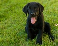 Black Labrador Puppy Royalty Free Stock Photo