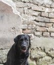 Black labrador