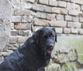 Black labrador