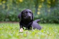 Black labrador puppy lying in grass Royalty Free Stock Photo