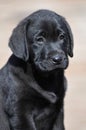 Black labrador puppy portrait