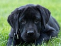 Black labrador puppy portret