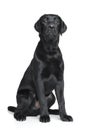 Black Labrador puppy Royalty Free Stock Photo