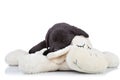 Black labrador puppy sleeping Royalty Free Stock Photo