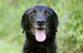 Black Labrador Retiever mixed breed dog Royalty Free Stock Photo