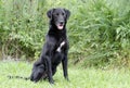 Black Labrador Retiever mixed breed dog Royalty Free Stock Photo