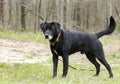 Black Labrador Retreiver dog with hunter orange collar Royalty Free Stock Photo
