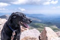 Black labrador retreiver dog on the summit of Mt. Evans, a 14er mountain in Colorado Royalty Free Stock Photo