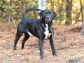 Black Labrador Retreiver mix breed dog outside Royalty Free Stock Photo