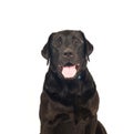 Black labrador retreiver portrait