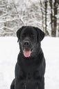 Black labrador of retrieve.