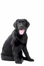 Black Labrador retriever Royalty Free Stock Photo