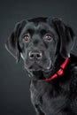 Black labrador retriever Royalty Free Stock Photo