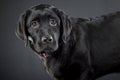 Black labrador retriever Royalty Free Stock Photo