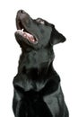 Black Labrador Retriever Royalty Free Stock Photo