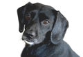 Black Labrador retriever Royalty Free Stock Photo