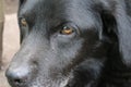 A black Labrador Retriever. Adult Labrador face macro photo. Dog eyes and nose. Royalty Free Stock Photo