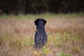 Black labrador retriever