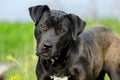 Black Labrador Retriever Bulldog mixed breed dog