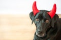 Black labrador retriever with a costume of a naughty devil on a white background