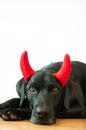 Black labrador retriever with a costume of a naughty devil on a white background