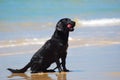 Black Labrador Retriever dog