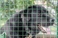 Black labrador retriever dog behind the bar of cage Royalty Free Stock Photo