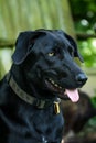 Black Labrador Retriever Dog Royalty Free Stock Photo