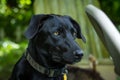 Black Labrador Retriever Dog Royalty Free Stock Photo