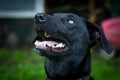 Black Labrador Retriever Dog Royalty Free Stock Photo