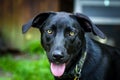 Black Labrador Retriever Dog Royalty Free Stock Photo