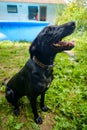 Black Labrador Retriever Dog Royalty Free Stock Photo