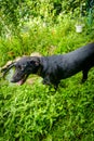 Black Labrador Retriever Dog Royalty Free Stock Photo