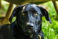 Black Labrador Retriever Dog Royalty Free Stock Photo