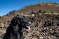 Black Labrador retriever dog enjoys visiting Lava Lands at Newberry Volcano National Monument in Oregon. Pet friendly park