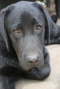 Black Labrador Retriever. Labrador puppy profile. Sleepy dog. Royalty Free Stock Photo