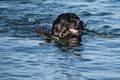 Black Labrador retriever dog fetching a stick from water Royalty Free Stock Photo