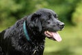 Black Labrador Reriever - Happy, Wet, Panting Dog Royalty Free Stock Photo
