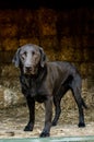 Black Labrador Retriever Dog in Hay Barn