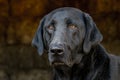 Black Labrador Retriever Dog in Hay Barn Royalty Free Stock Photo